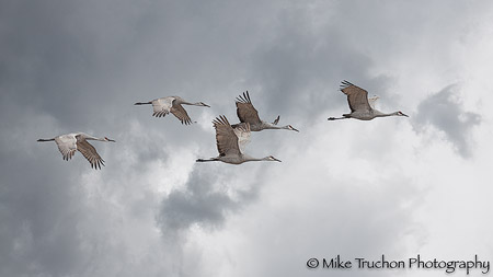 Cranes