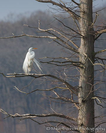Barren Tree Egret